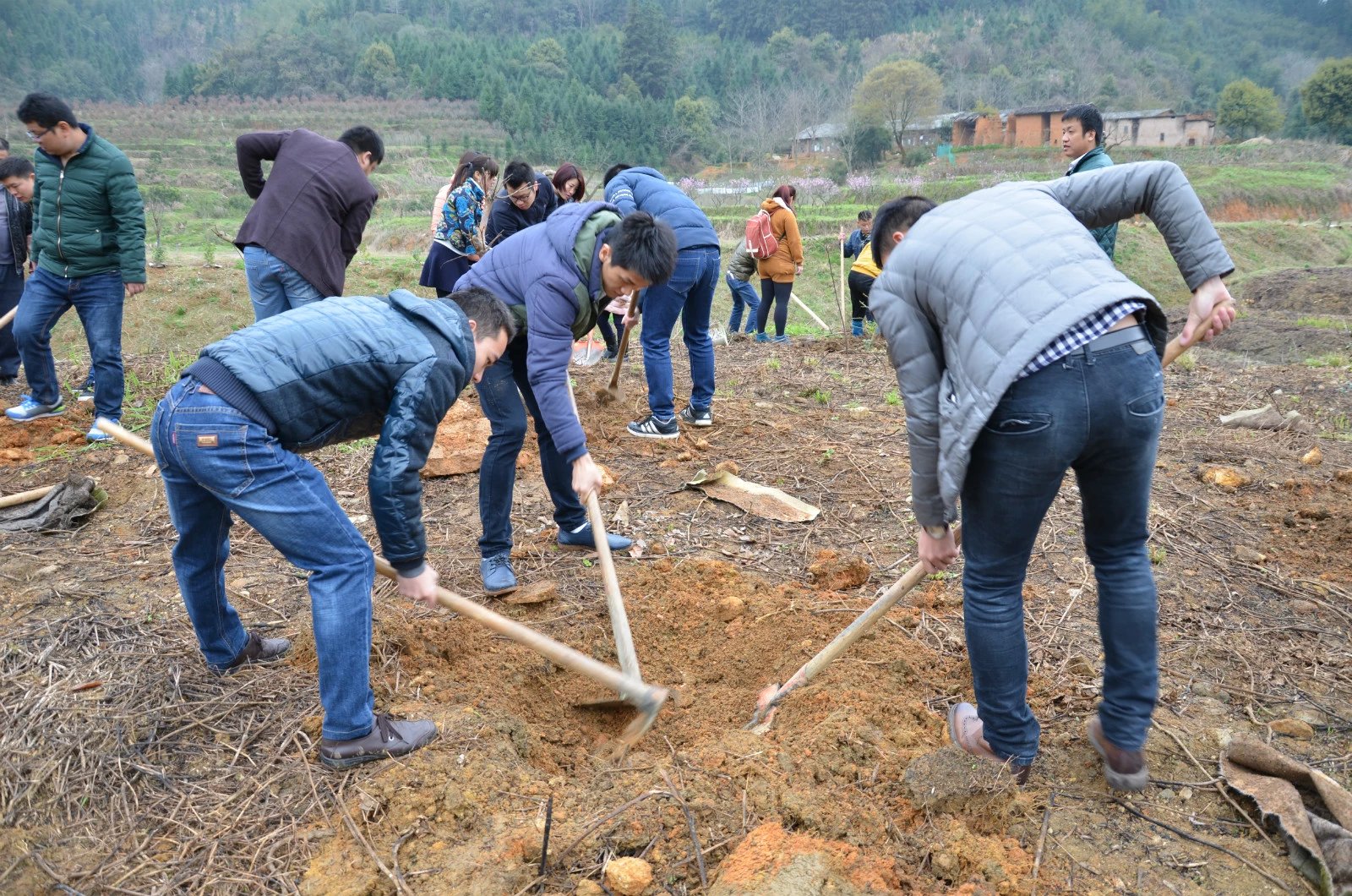 团员青年义务植树活动.jpg 团员青年义务植树活动.jpg